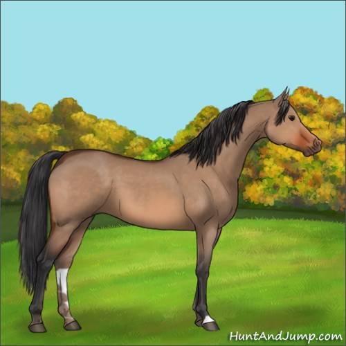 Horse Color:Bay Dun 