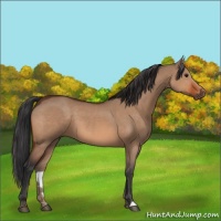 Horse Color:Bay Dun 