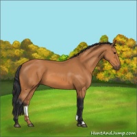 Horse Color:Bay 