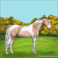 Horse Color:Silver Amber Champagne Roan Splash Tobiano Rabicano 