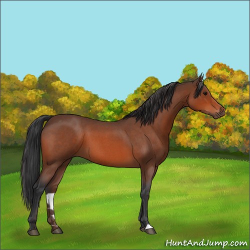 Horse Color:Bay Roan 