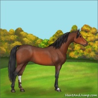 Horse Color:Bay Roan 