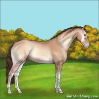 Horse Color:Amber Champagne Onyx 