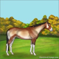 Horse Color:Bay Onyx 