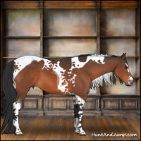 Horse Color:Bay Sabino Tobiano 