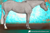 Horse Color:Silver Black Appaloosa 