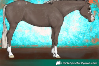 Horse Color:Silver Black Appaloosa