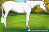 Horse Color:White Spotted Silver Bay Appaloosa 