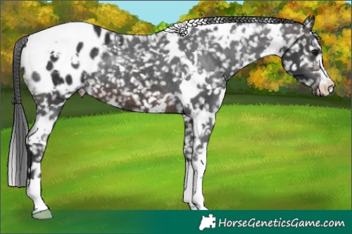 Horse Color:White Spotted Brown Appaloosa 