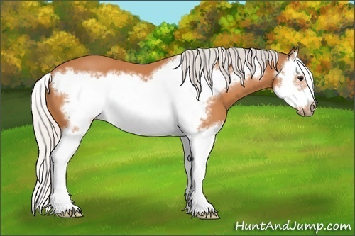 Horse Color:Silver Bay Splash Frame