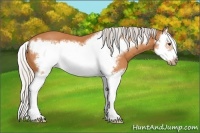 Horse Color:Silver Bay Splash Frame