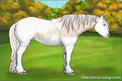Horse Color:Silver Classic Champagne Roan Dun Splash Appaloosa 