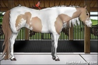 Horse Color:Black Pearl Sabino Tobiano