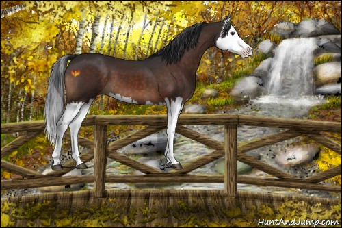 Horse Color:Brown Splash 