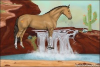 Horse Color:Buckskin 