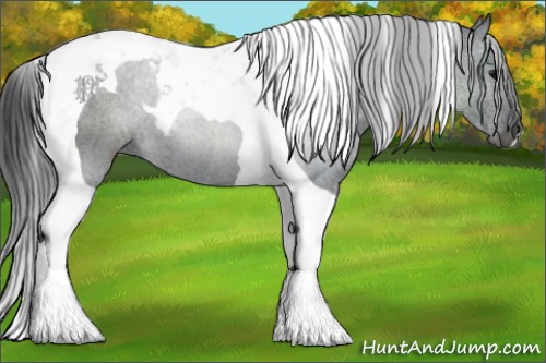 Horse Color:Black Tobiano 