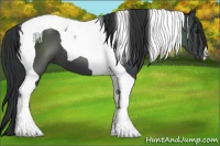 Horse Color:Black Tobiano 