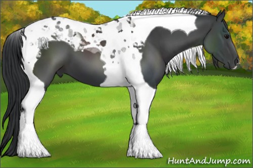 Horse Color:Black Tobiano 