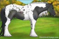 Horse Color:Black Tobiano 