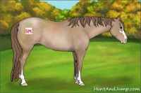 Horse Color:Black Pearl Sabino Rabicano 