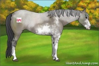 Horse Color:Grullo Sabino Rabicano