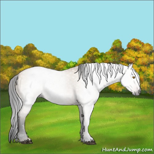 Horse Color:Gray Bay Dun 