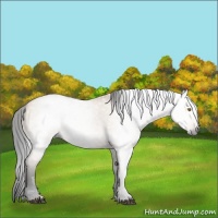Horse Color:Gray Bay Dun 