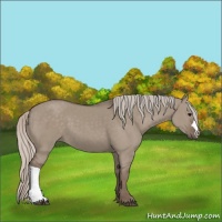 Horse Color:Silver Grullo 
