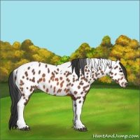 Horse Color:Bay Tobiano Near Leopard 