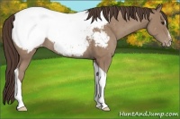 Horse Color:Classic Champagne Sabino Tobiano Appaloosa Rabicano 