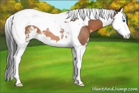 Horse Color:Bay Sabino Splash Tobiano 