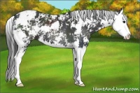 Horse Color:Black Sabino Splash 