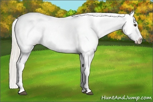 Horse Color:Palomino Appaloosa