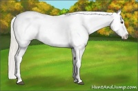 Horse Color:Palomino Blanket