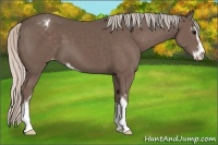 Horse Color:Silver Black Sabino Appaloosa 