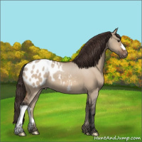 Horse Color:Brown Dun Appaloosa 