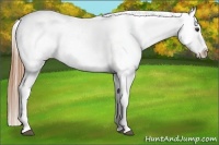 Horse Color:Red Roan Varnish