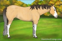 Horse Color:Buckskin Roan Splash 