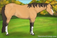 Horse Color:Buckskin 