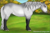 Horse Color:Silver Bay Chinchilla 