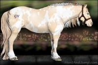 Horse Color:White Spotted Buckskin Pearl Appaloosa 