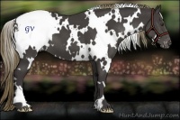 Horse Color:White Spotted Smoky Black Chinchilla Appaloosa 