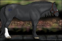 Horse Color:Black Chinchilla 