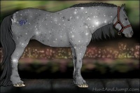 Horse Color:Black Chinchilla 