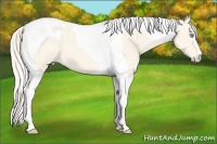 Horse Color:Cremello Dun Tobiano 
