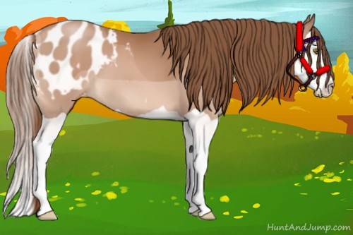 Horse Color:Brown Pearl Splash Appaloosa 