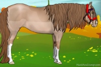 Horse Color:Liver Chestnut Pearl 