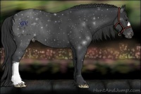 Horse Color:Black Appaloosa