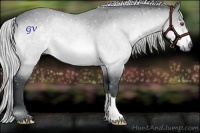 Horse Color:Silver Brown Chinchilla 
