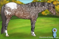 Horse Color:Buckskin Appaloosa 